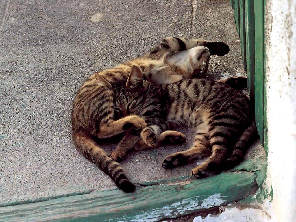 Gatti (171)